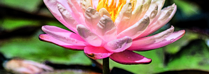 Gartenperlen am Rhein