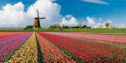 Holland zur Tulpenblüte