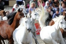Hengstparade Marbach (DE)