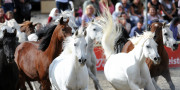 Hengstparade Marbach (DE)