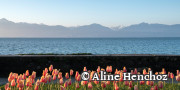 Tulpenfest Morges