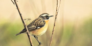 Postzentrum und Vogelwarte