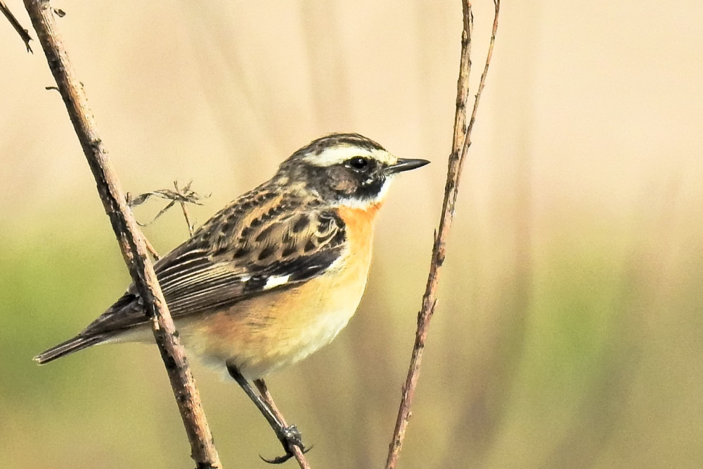 Postzentrum und Vogelwarte