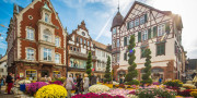 Chrysanthema in Lahr