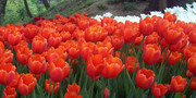 Insel Mainau zur Tulpenblüte